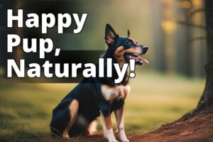 CBD for Dogs Online: The Ultimate Guide to Benefits, Dosage, and Purchasing