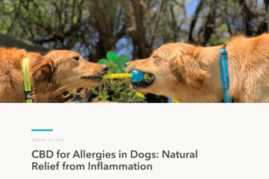 The Potential Benefits of CBD for Dogs: A Comprehensive Overview
