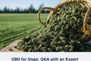 Discovering the Advantages of CBD for Canines

CBD, or cannabidiol, has gained significant attention…